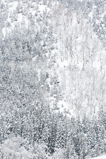 冬季下雪的白色森林