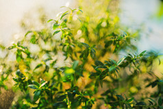 绿色调枝头叶子摄影图