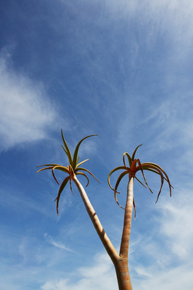 调一棵椰子树