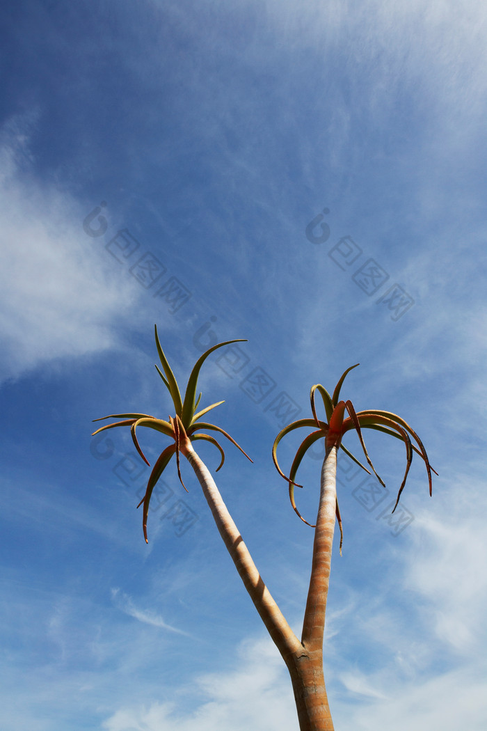 蓝色调一棵椰子树摄影图