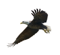 简约风飞翔的鹰摄影图