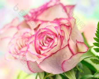 唯美漂亮玫瑰摄影图