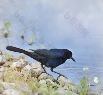 河边的黑鸟摄影图