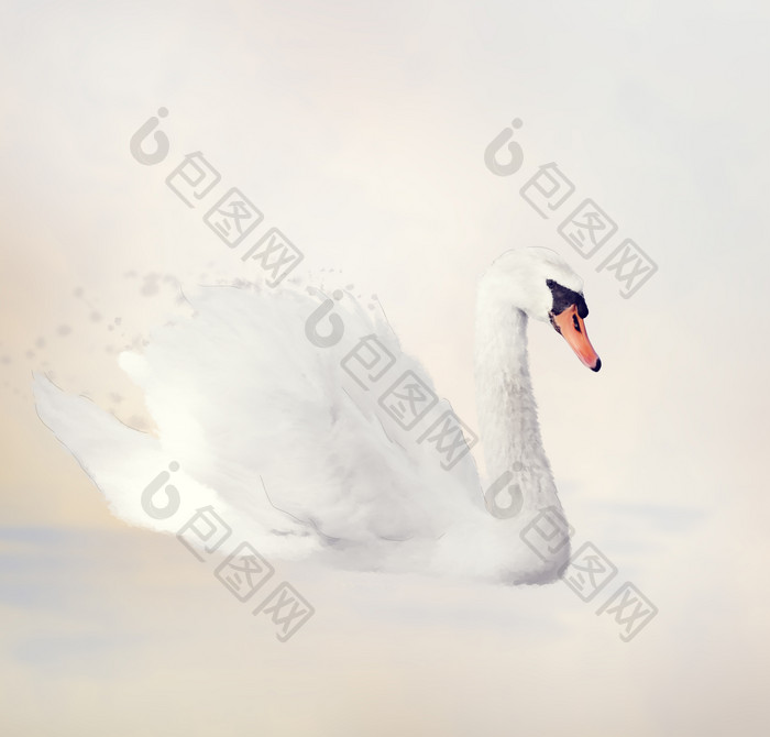 水彩白天鹅摄影图