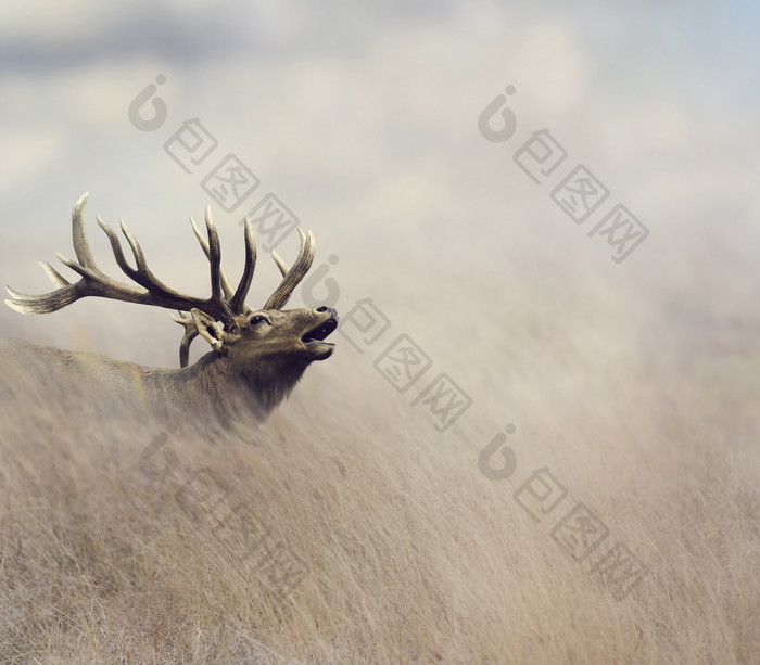 小鹿鹿头鹿角摄影图