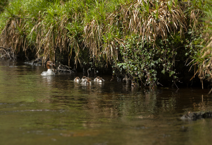 芦苇丛中小湖上戏水的鸭子