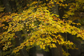 秋季树枝树叶