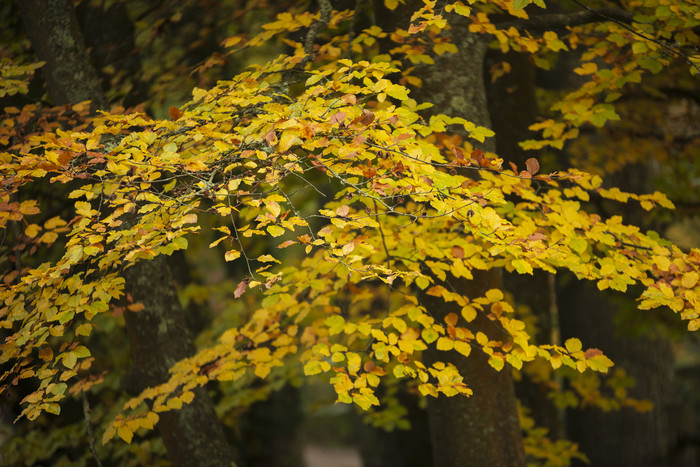 秋季黄色树枝树叶摄影图