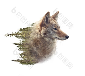 森林和一头土狼摄影图