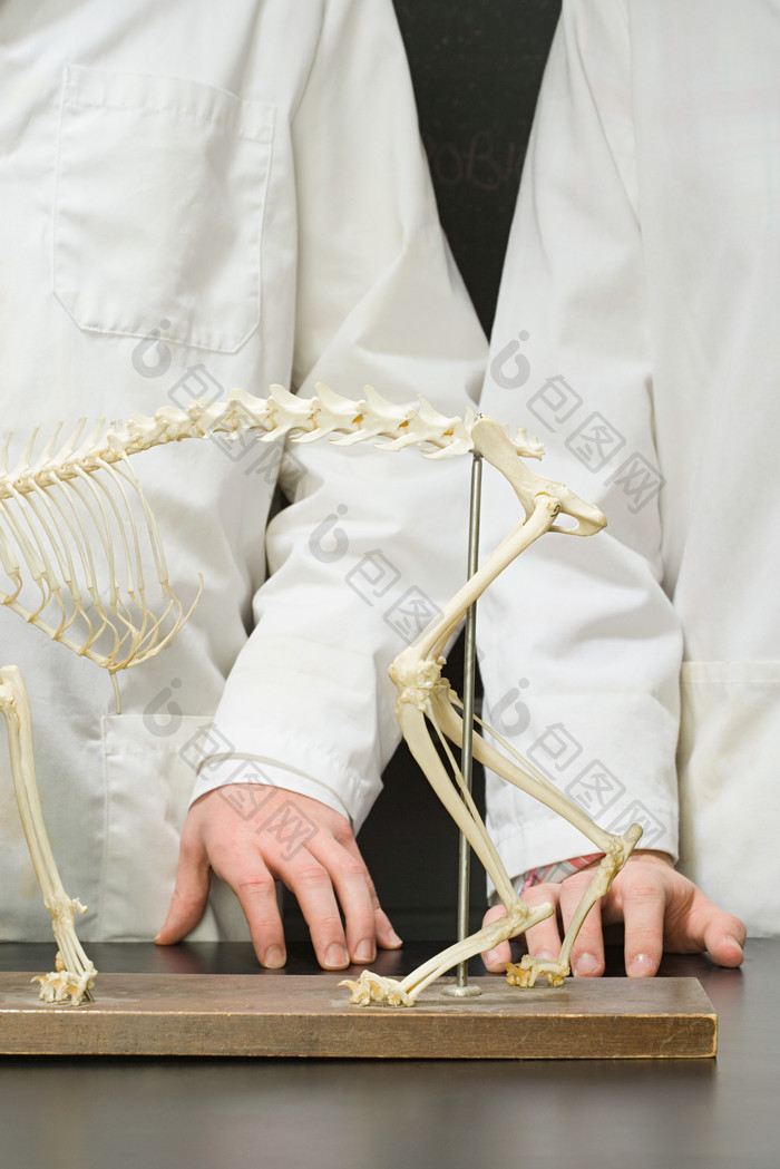 暗色调研究骨骼的人摄影图