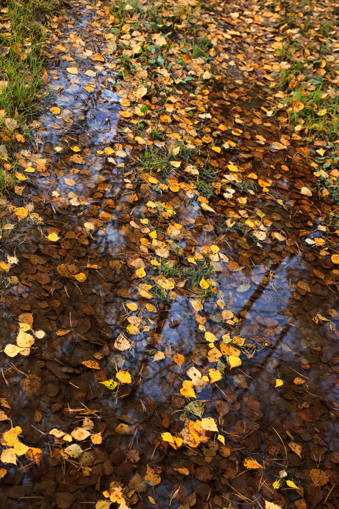秋天水坑里的落叶