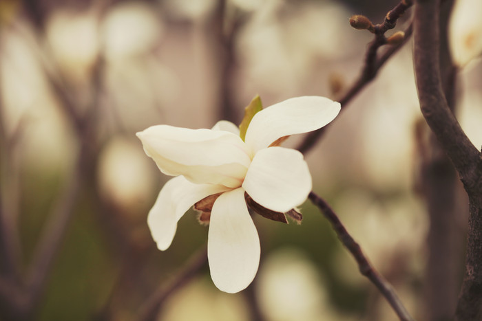 树上的白色小花花朵