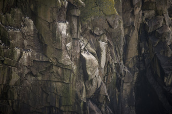 岩石上的海鸥摄影图
