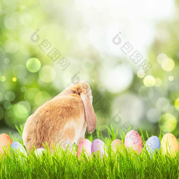 绿色调草地上的兔子摄影图