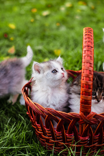 清新风格篮子中的猫摄影图