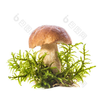 绿植上的蘑菇摄影图