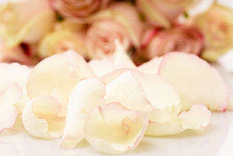 白色玫瑰花花瓣摄影图