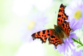 鲜花上的蝴蝶摄影图