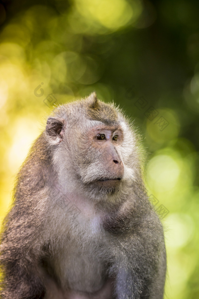 树林里的保护动物猴子