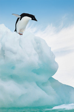 冰山上的企鹅摄影图