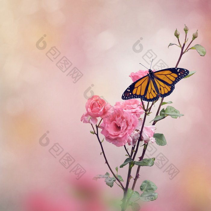 清新在花朵上的蝴蝶摄影图