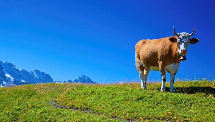唯美风草地中的牛摄影图