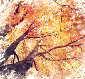 秋天秋季树木大树