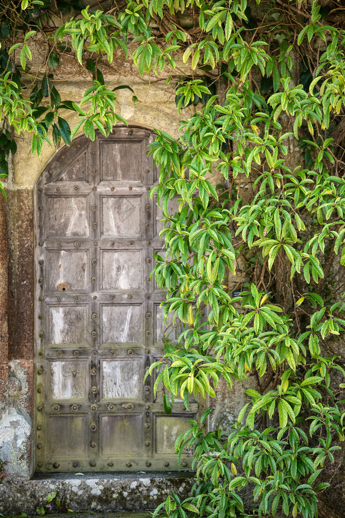 绿色植物和复古建筑