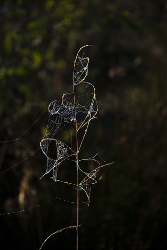 被蜘蛛网缠绕的树枝