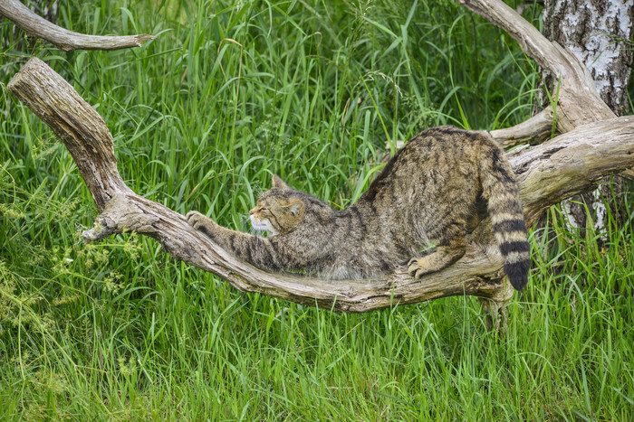 枯木上的猎豹摄影图