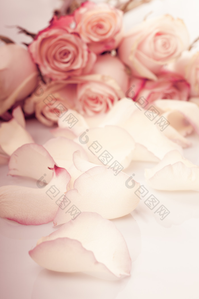 散落的玫瑰花瓣摄影图