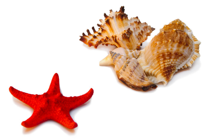 海星和海螺贝壳摄影图