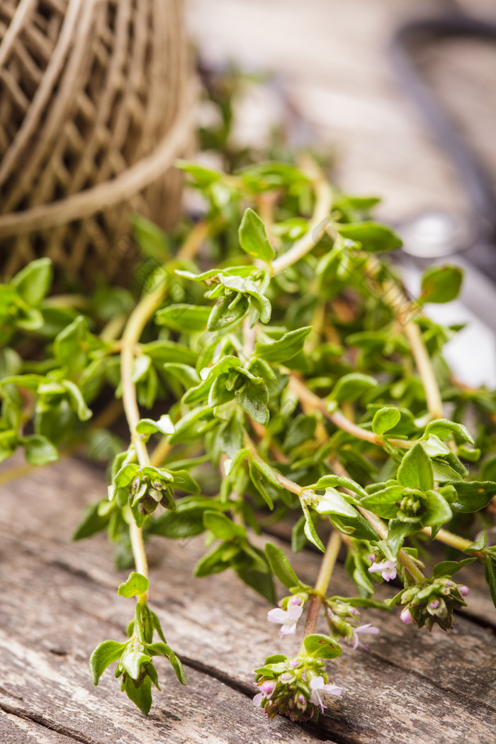 绿色植物枝条树枝