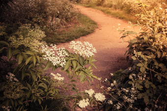 野花中的小路摄影图