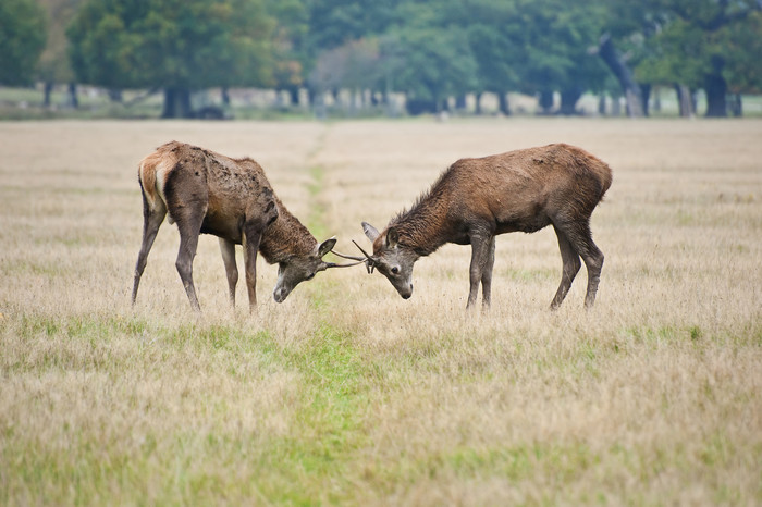 简约在草地中的两头鹿摄影图