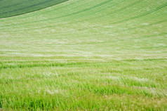 绿色调漂亮的草地景摄影图