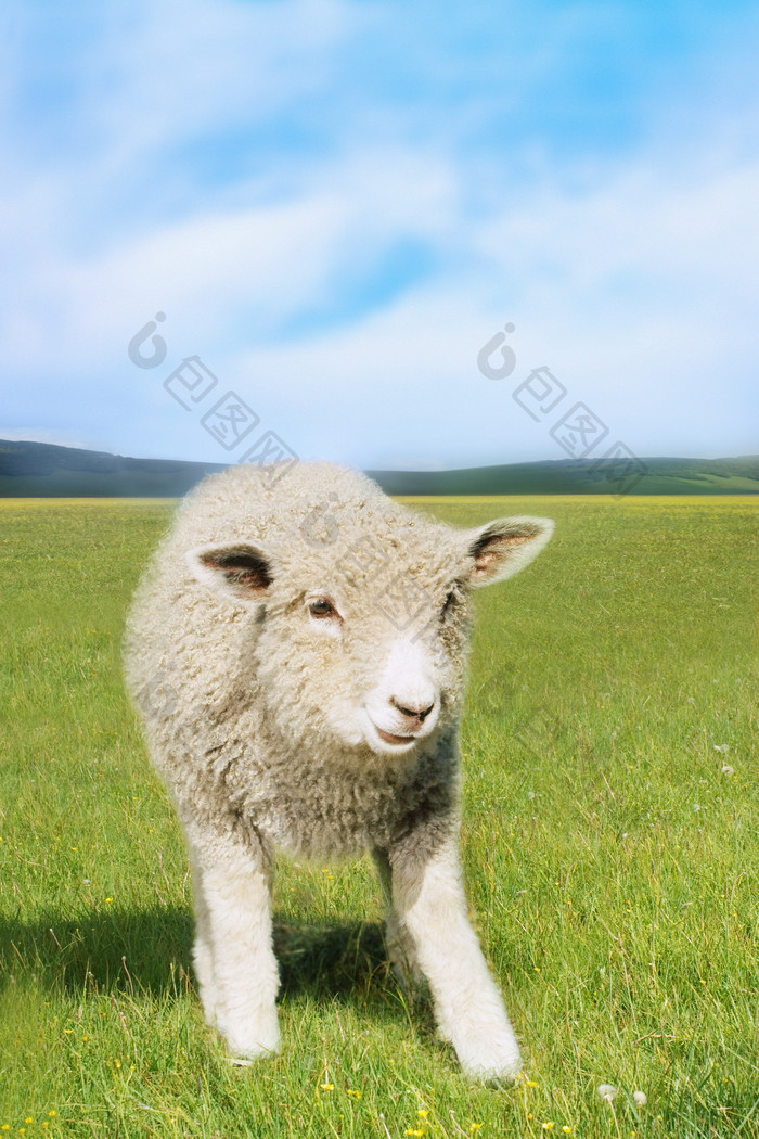 牧场可爱小羊摄影图