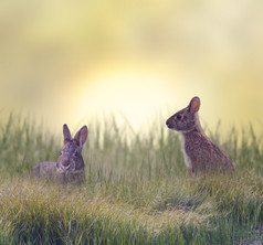 深色调两只兔子摄影图
