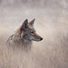 草原荒草中的狼摄影图