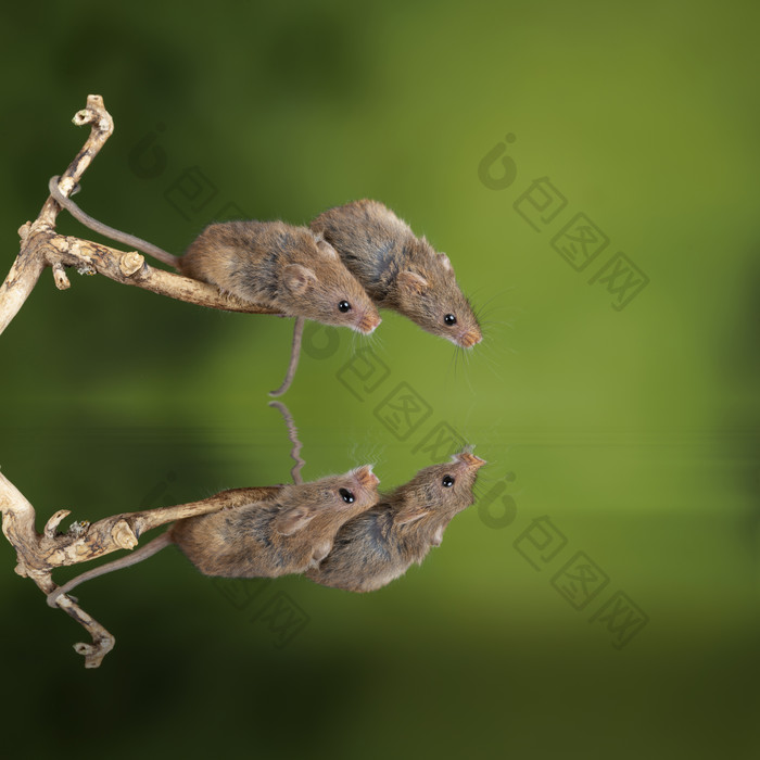 四只老鼠在树枝上