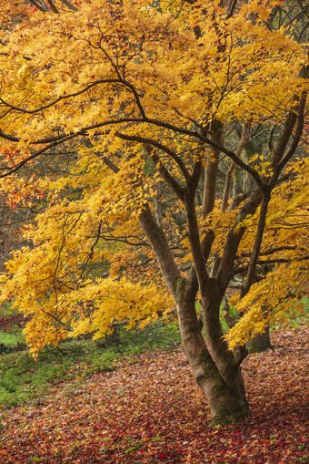 秋天公园中的秋树落叶