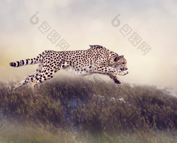 暗色调奔跑的猎豹摄影图