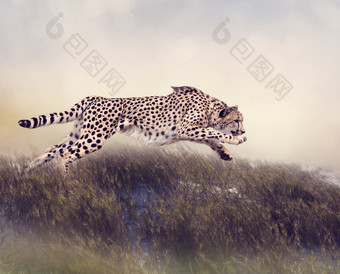 暗色调奔跑的猎豹摄影图