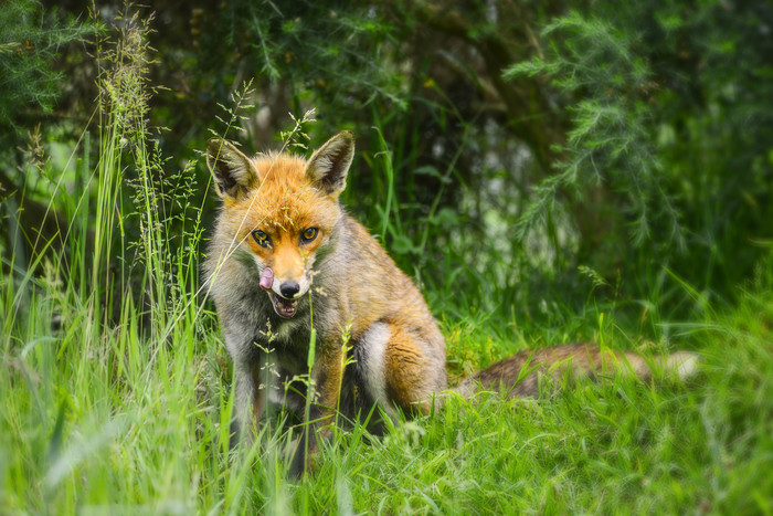 丛林中的一只狐狸图片