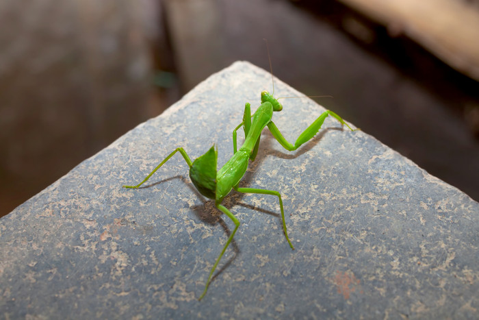 石头上的绿色螳螂