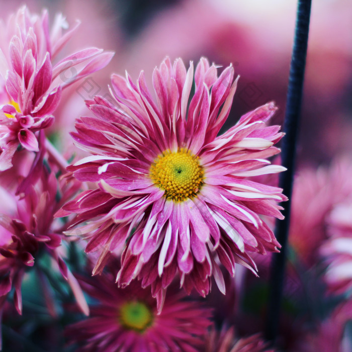 粉色的菊花摄影图