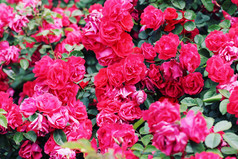红色花丛花簇摄影图