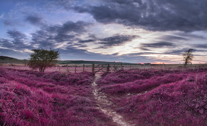 傍晚天空下紫红色草丛