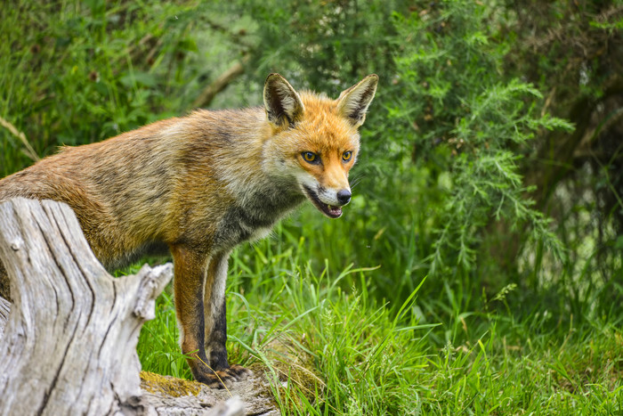 棕红色的狐狸摄影图