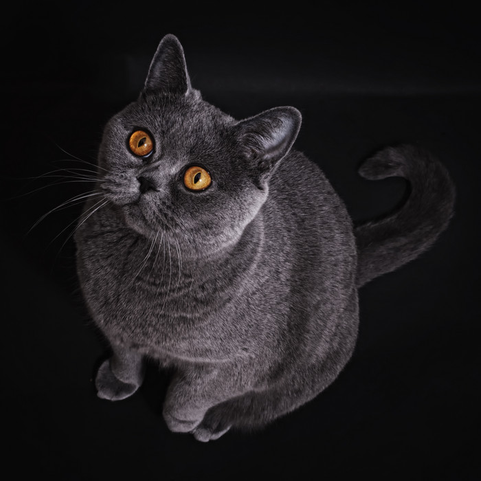 黑色调胖猫摄影图